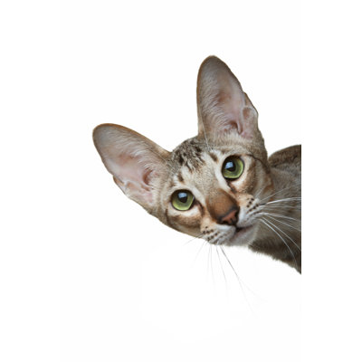 The Curious Oriental Cat by Krivotiff