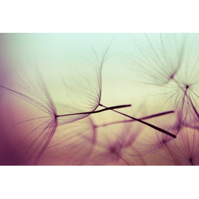 Silhouettes Of Dandelion Seeds by Jasmina007 - Wrapped Canvas Print