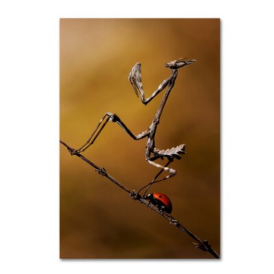 The Fable Of The Ladybug And The Empusa' Photographic Print on Wrapped Canvas -  Trademark Fine Art, 1X01823-C1624GG