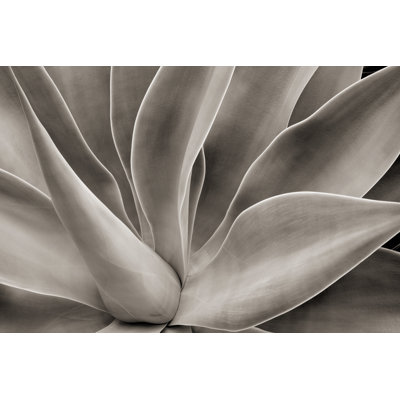 Cactus abstrait par Hadelproductions