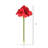 Amaryllis Arrangement
