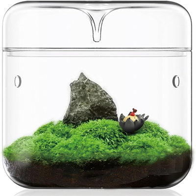 Petite plante en verre terrarium 4,7 "X7" Succulent planteur d'air Vase de fougère en micro-paysage pour la maison Jardin Bureau Contenant de décoration de table avec couvercle