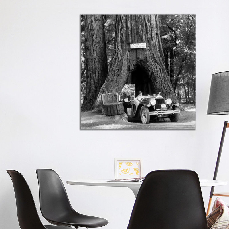 1930s Woman Driving Convertible Car Through Opening In Giant Sequoia Tree Trunk Coolidge Tree Mendocino California - Wrapped Canvas Print