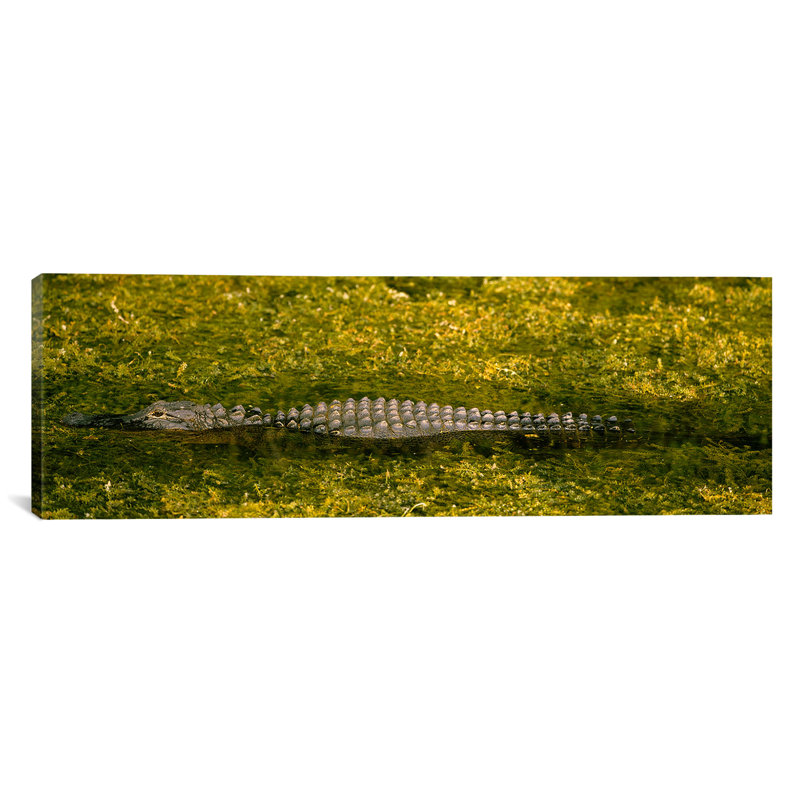 Alligator circulant dans un canal, H 20 po x l 60 po x P 1,5 po, Toile tendue