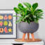 Concrete Effect Bowl Planter on Hardwood Legs, Round Indoor Plant Pot Stand for Indoor Plants, Shallow Planter with Honeycomb Pattern-1232425387-1232425386