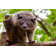 Ebern Designs Binturong On Canvas Print | Wayfair