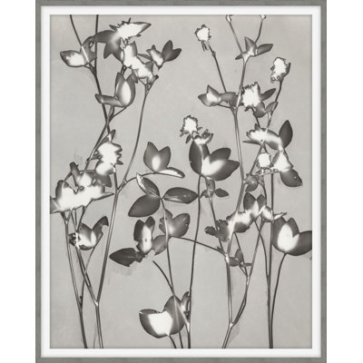Plants & Flowers Print by Darrell Kincer