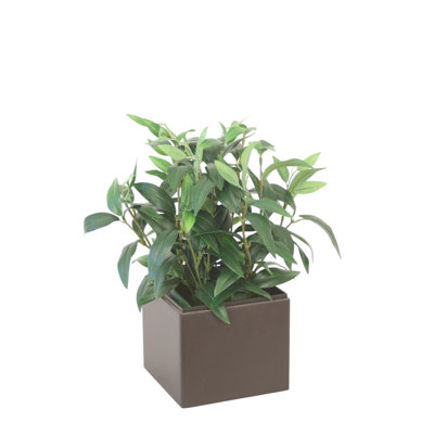 Boîte à fleurs brun foncé Ruscus