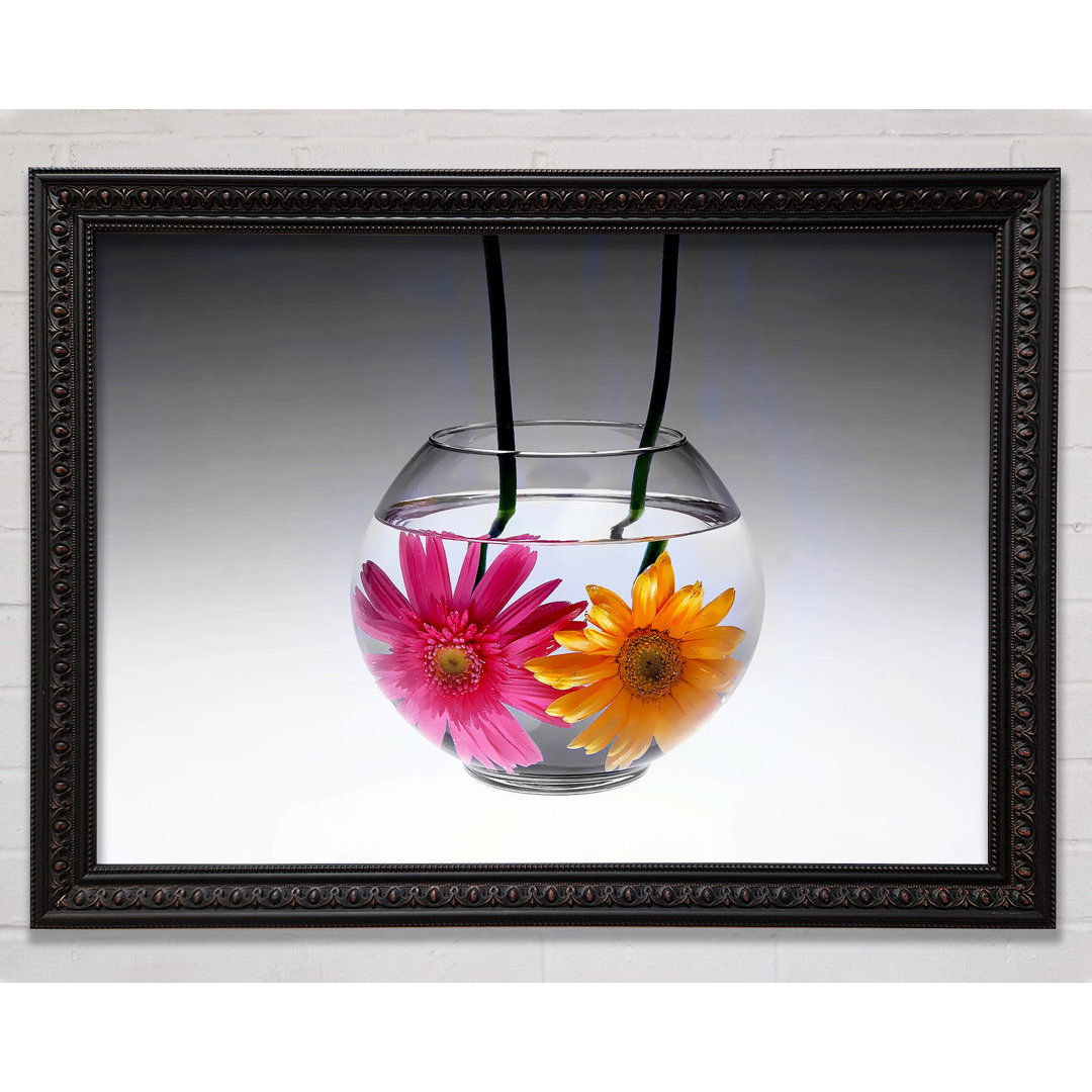 Gerbera Fishbowl B N W - Druck