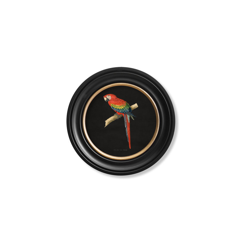 Red & Blue Macaw by Mid-1800s - Single Picture Frame Print on Archival Matt 230gsm Paper, Black