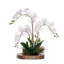 Real Touch Orchid with Succulent/Moss Arrangement in Teak Wood Mirror