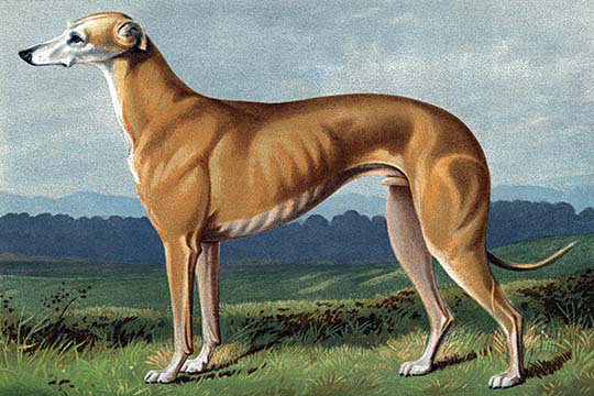 " Greyhound " by Vero Shaw, 44" H x 66" W x 1.5" D