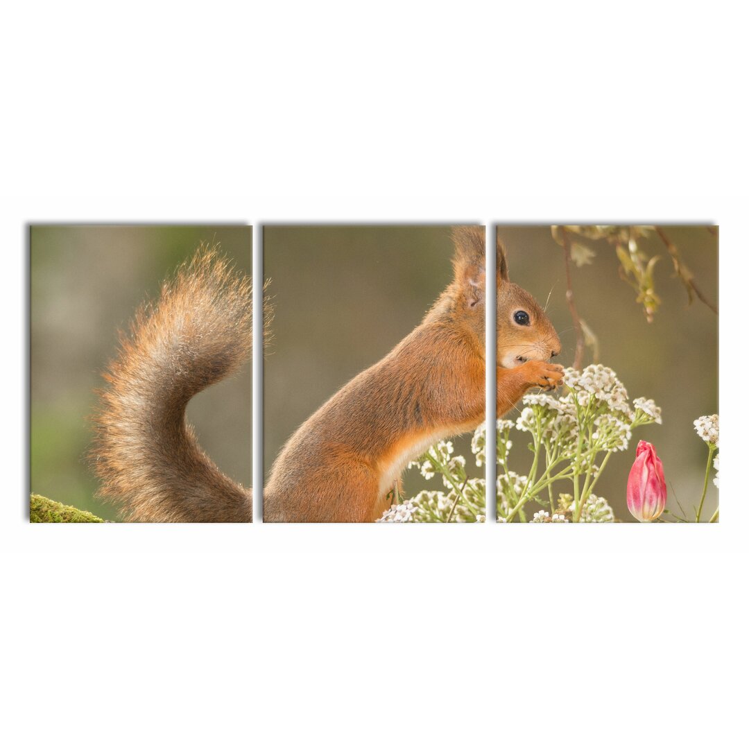 3-tlg. Leinwandbilder-Set Gnawing Squirrel in Moss