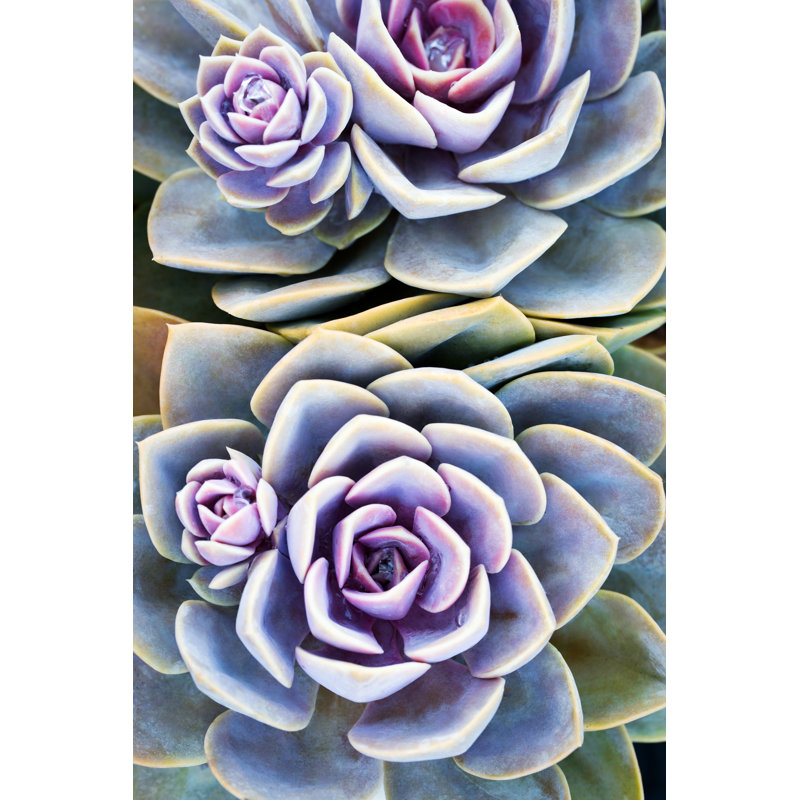 Succulent Plant by Olgaorly - Wrapped Canvas Print, 46cm H x 30cm W x 3.8cm D
