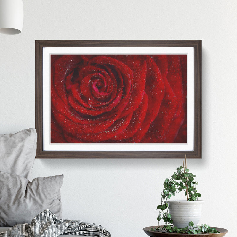 Dewdrops upon a Red Rose - Picture Frame Painting Print, 24cm H x 33cm W x 2cm D, Walnut Framed