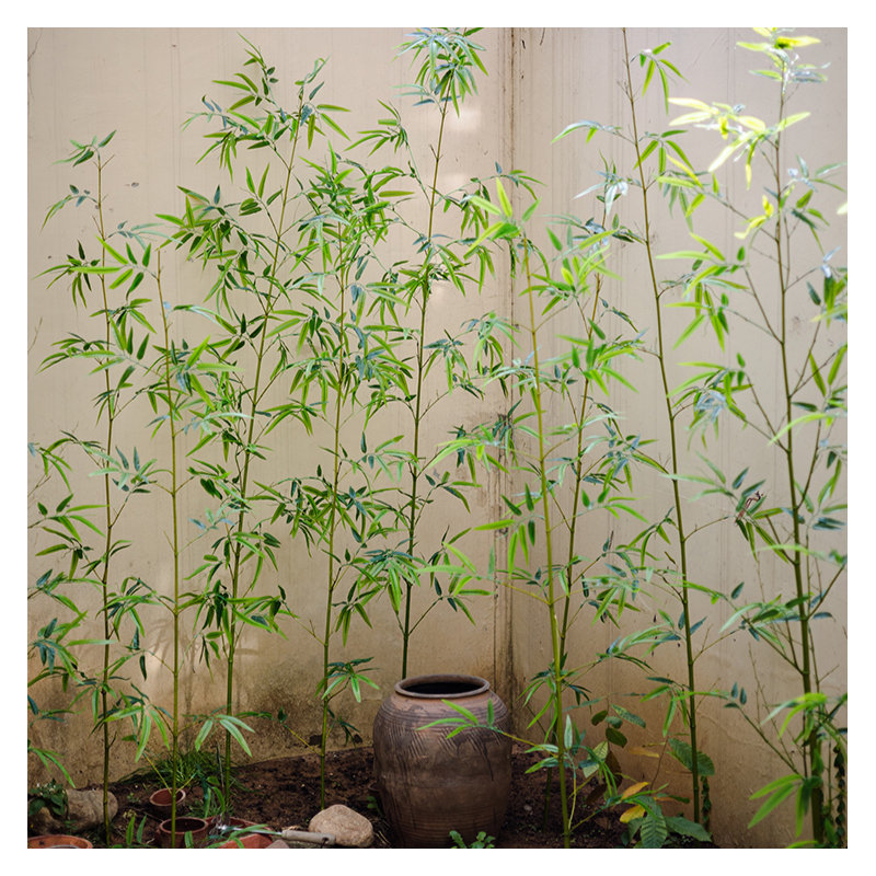 Bamboo Stem, 55.1" H x 23" W x 1" D