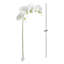 28-Inch Phalaenopsis Orchid Stem-966456598