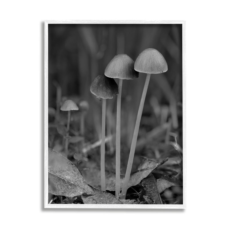 Bb-072-encadré, photographie de champignon par Lil 'Rue, H 14 po x l 11 po x P 1,5 po, Giclée encadrée blanc bord de mer