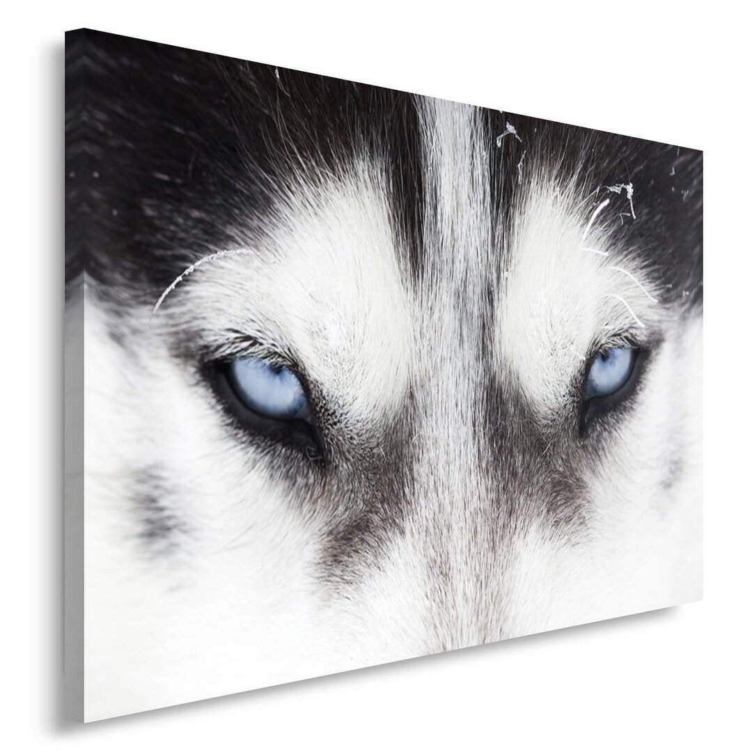 Leinwandbild Husky-Augen