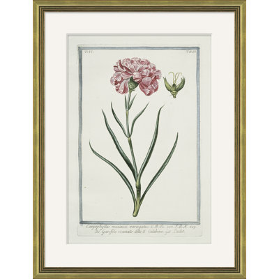 Hortus Romanus 1772-1793 23 Giclee Print by Soicher Marin Archives