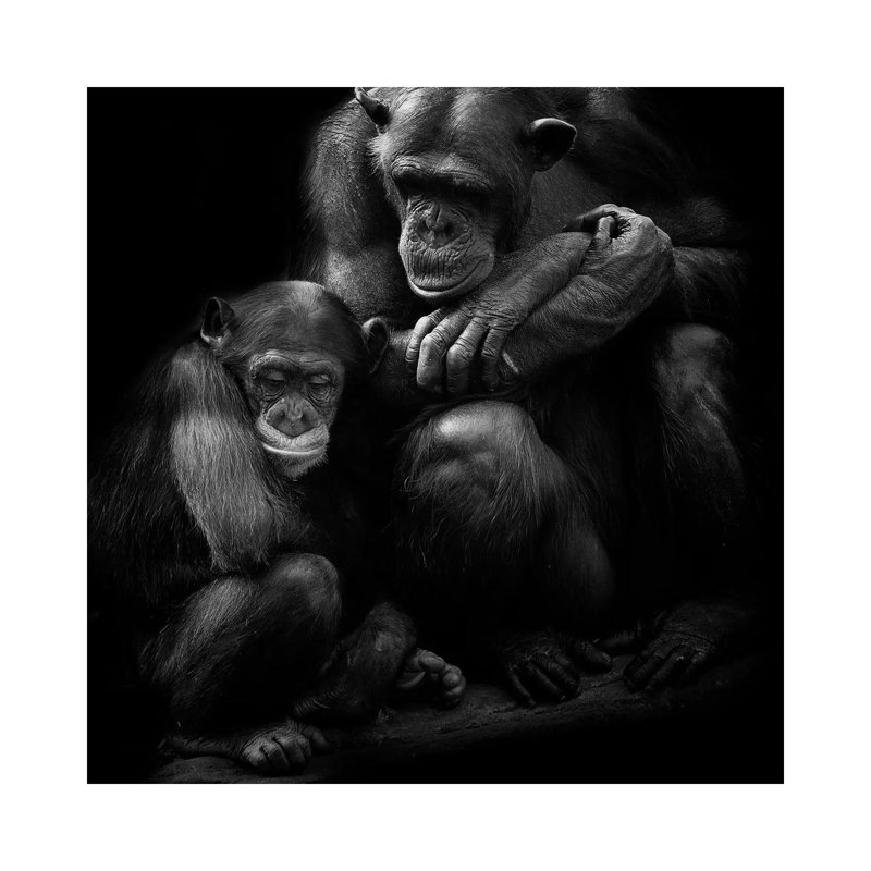 Chimpanzee Family 1 Piece Wrapped Canvas Painting, 30.48 cm H x 30.48 cm W