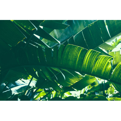 Tropical Banana Palm Leaf by Jasmina007 - Wrapped Canvas Print