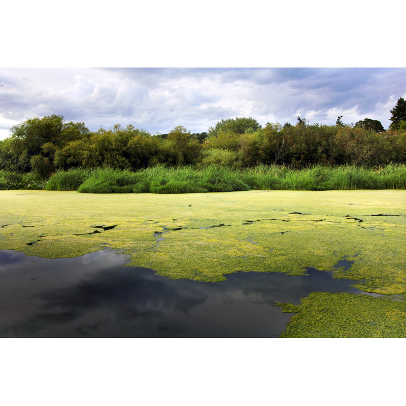 Lac Swan par Emilynorton, H 20 po x l 30 po