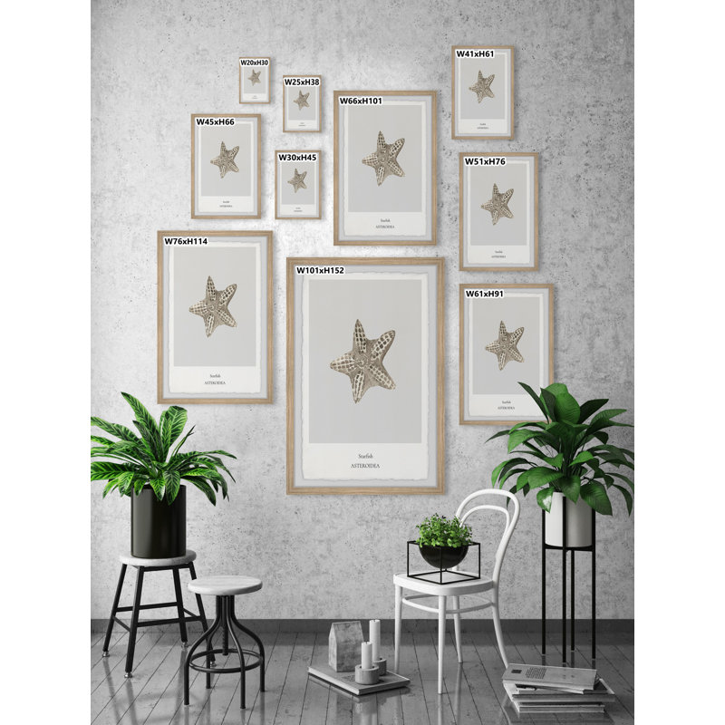 Asteroidea - Single Picture Frame Print, 30cm H x 20cm W x 3.81cm D