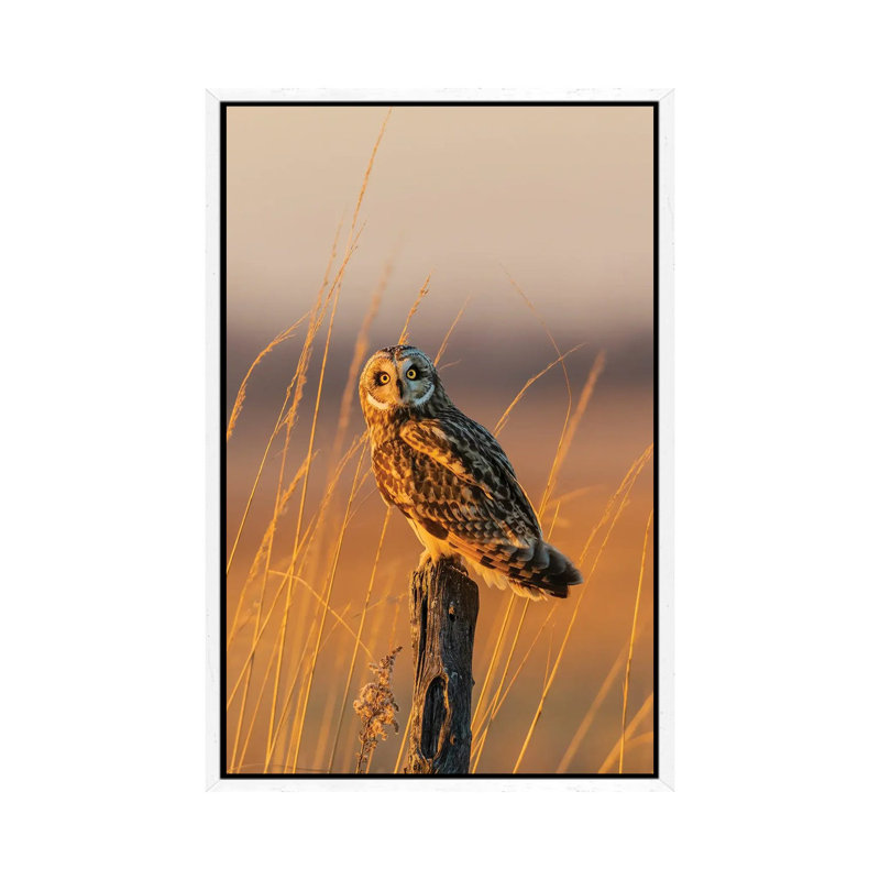 Short-Eared Owl Perched On Fence Post, Prairie Ridge State Natural Area, Marion County, Illinois. 1 Piece Wall Art on Canvas