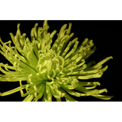 Small Fuji Mum I (P) by Renée W. Stramel - Wrapped Canvas Art Prints