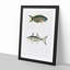 Illustrations of Fish by John Edward Gray - Picture Frame Graphic Art Print-55579752-55579753
