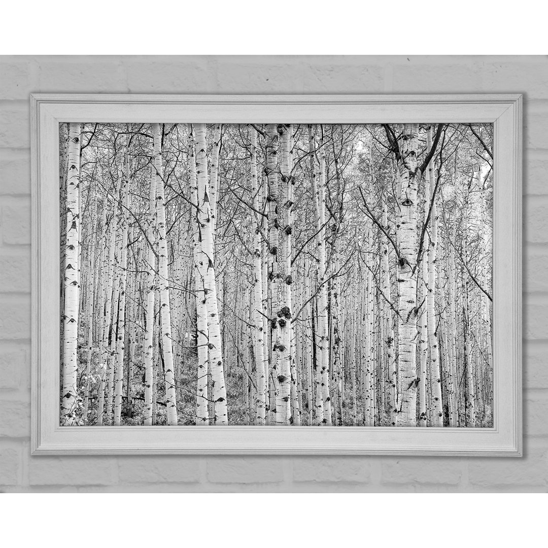 Just Silver Birch - Einzelner Bilderrahmen Kunstdrucke