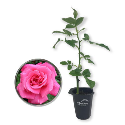 Perfume Delight Rose Bush - Live Starter Plant in a 2 Inch Growers Pot - Beautifully Fragrant Floribunda Rose - A Versatile Beauty with Large Blooms