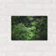 «Rainforest Canopy» par Nicklas Gustafsson-101602671