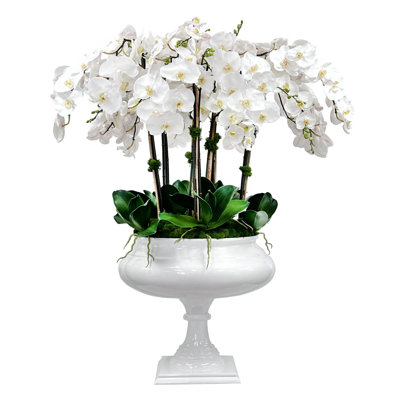 ORCHID IN FOOTED ROMAN PLANTER