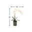 Phalaenopsis Orchid With Moss In Glass Vase