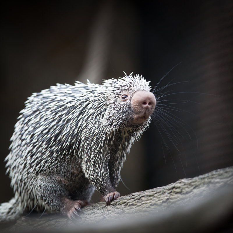 Close-up Of Brazilian Porcupine by ViktorCap - Wrapped Canvas Print, 51cm H x 51cm W