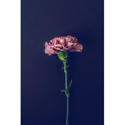 Une fleur d'œillet rose par Knape