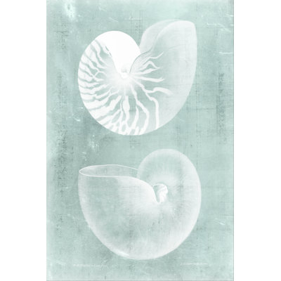 Nautilus On Spa I by Vision Studio - Wrapped Canvas Print