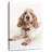 Resting Cocker Spaniel-1542763131