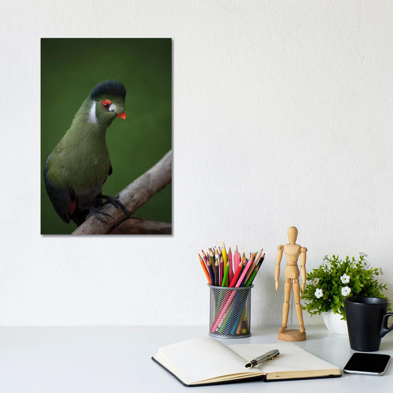 Strike A Pose - White-Cheeked Turaco by Mathilde Guillemot - Wrapped Canvas Print, 20.32 cm H x 30.48 cm W