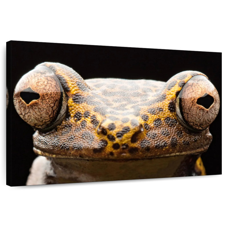 Yeux de grenouille Brampt, H 30 po x l 45 po