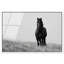 Lone Stallion I Print-209412668-209412670