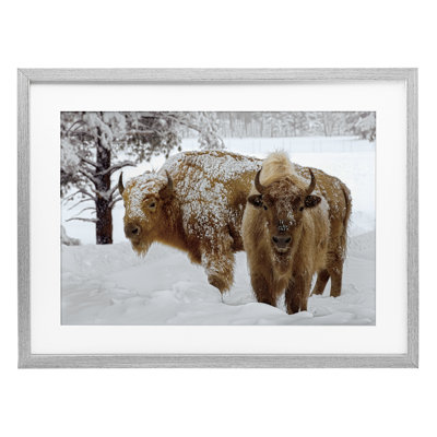 Winter White Bison Framed Print Under Glass, design by Mike Jones