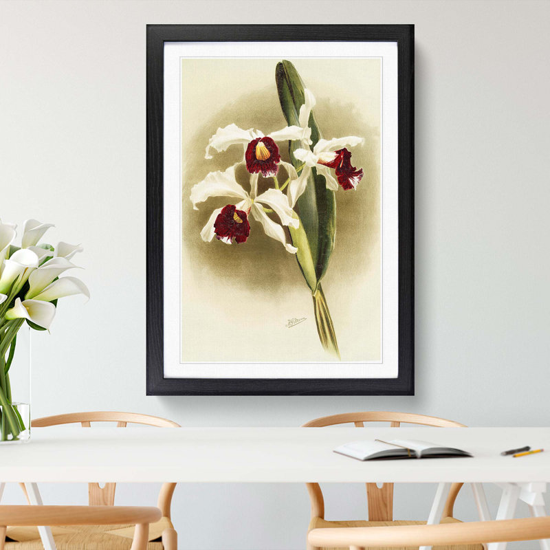Magnolia Flowers Illustration Tab. 25 by Frederick Sander - Picture Frame Painting Print, 60cm H x 40cm W x 2cm D, Black