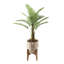 Pamplemousse 24,5 "en pot