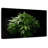 Senne Marijuana Cluster-106811440