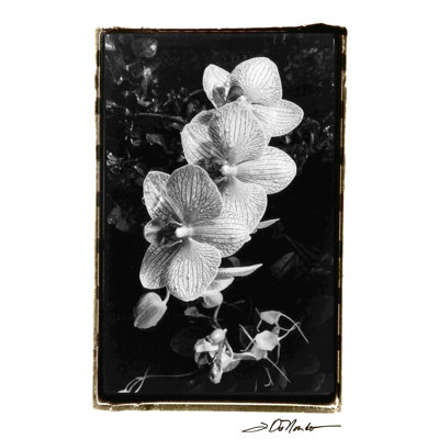 Orchidées en grève II