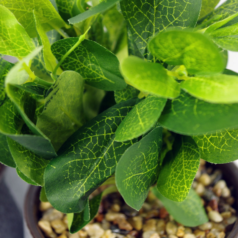 Annistin 22cm Plant
