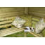 Solid Wood Pine Outdoor Bench